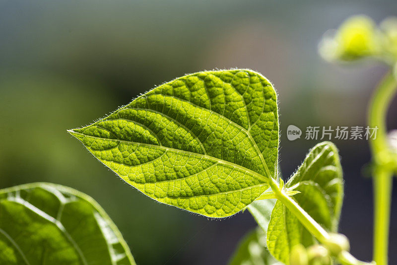 豆科植物，绿叶微距摄影