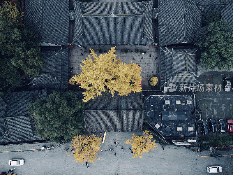 在银杏树季节鸟瞰文殊寺，中国成都