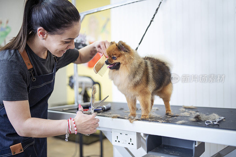 小型博美犬斯皮兹小狗在美容院新剪了头发。