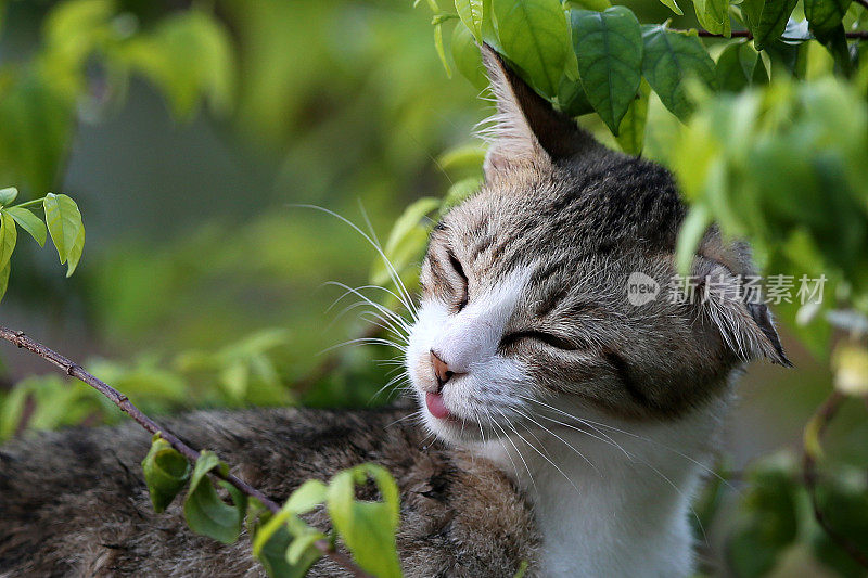 一只猫在公园里闲逛