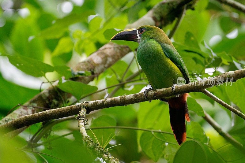 翡翠Toucanet南部