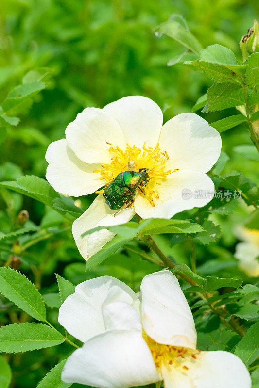 甲虫Geotrupidae。春天盛开的鲜花。美丽的盛开的野生玫瑰灌木(狗玫瑰，蔷薇)。