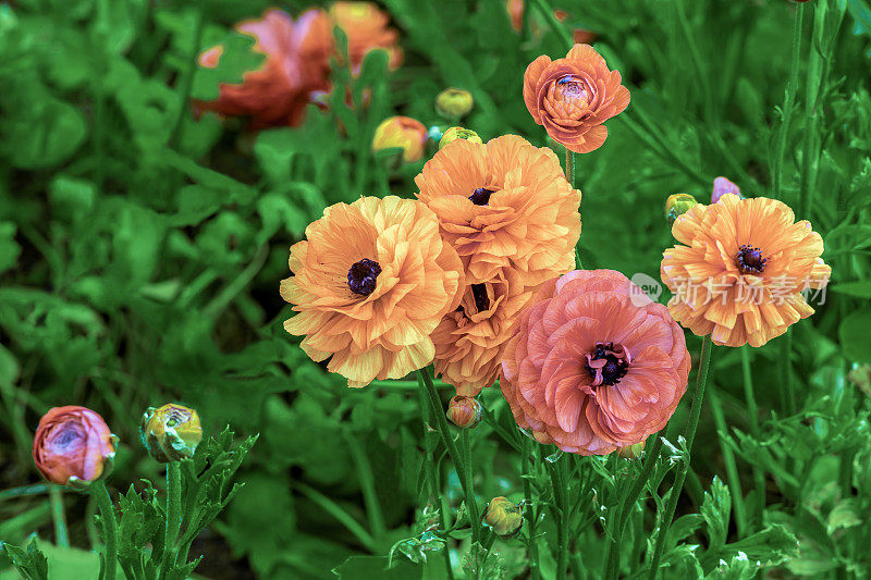 花朵在温室