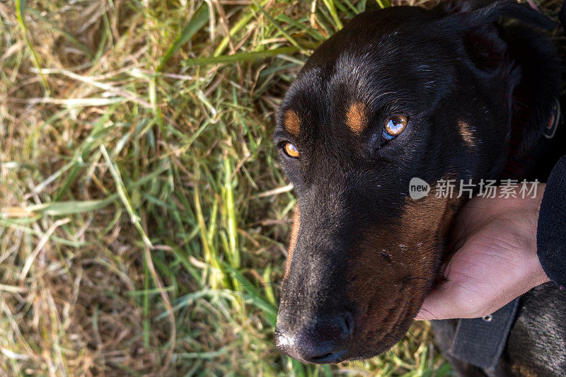 杜宾犬的人像与人的手爱狗看相机