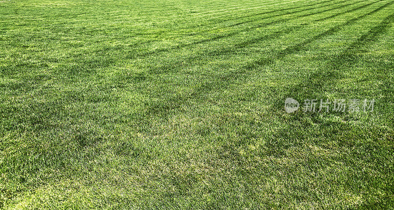 后院草坪球场草坪修剪草坪草坪运动绿色修剪线新鲜修剪院子