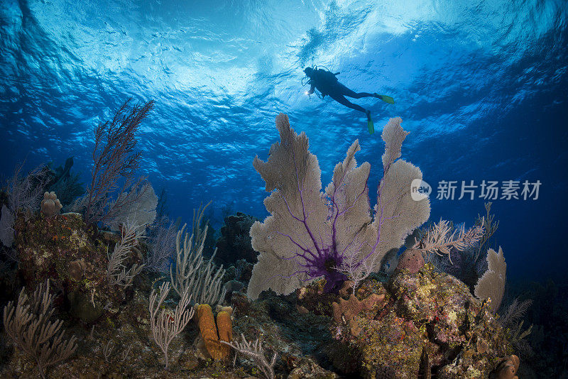 加勒比海海洋生物和潜水员