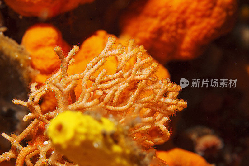 海洋生物红色硬珊瑚和黄色管海绵从水肺潜水员的观点水下照片