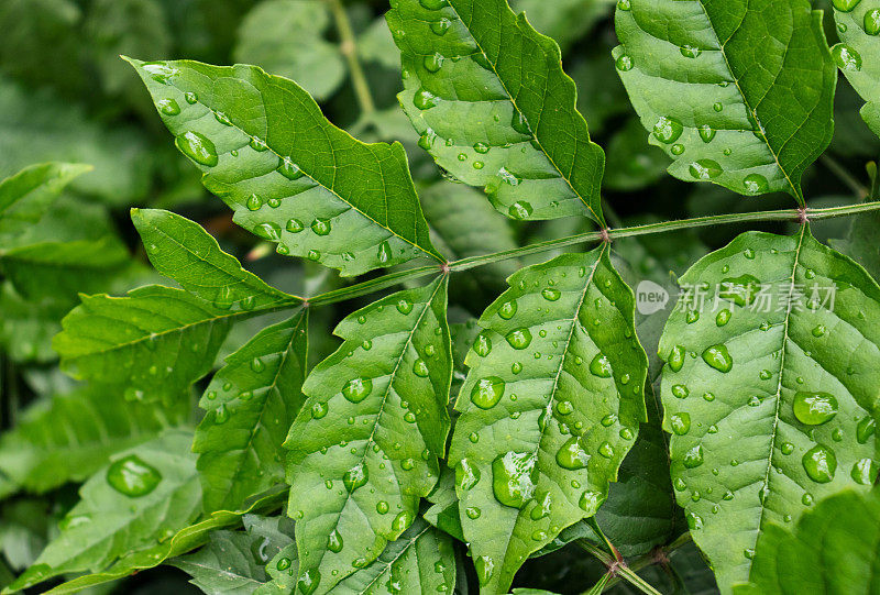 雨后叶子