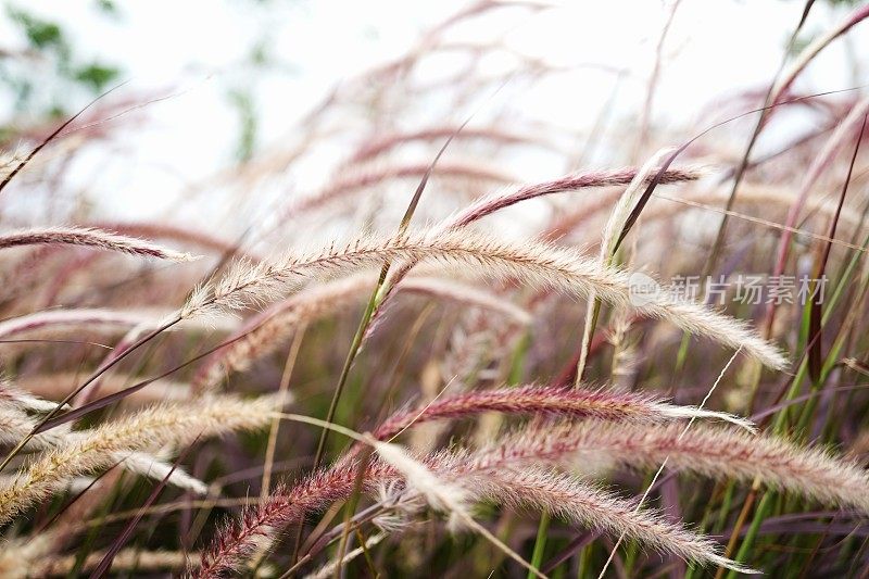 草花随风动ก