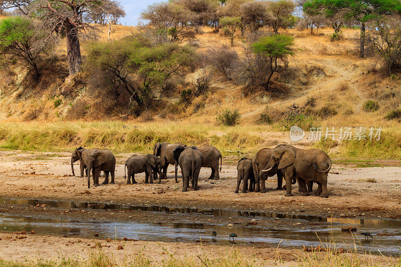 坦桑尼亚，塔兰吉雷国家公园，塔兰吉雷河上的非洲象群