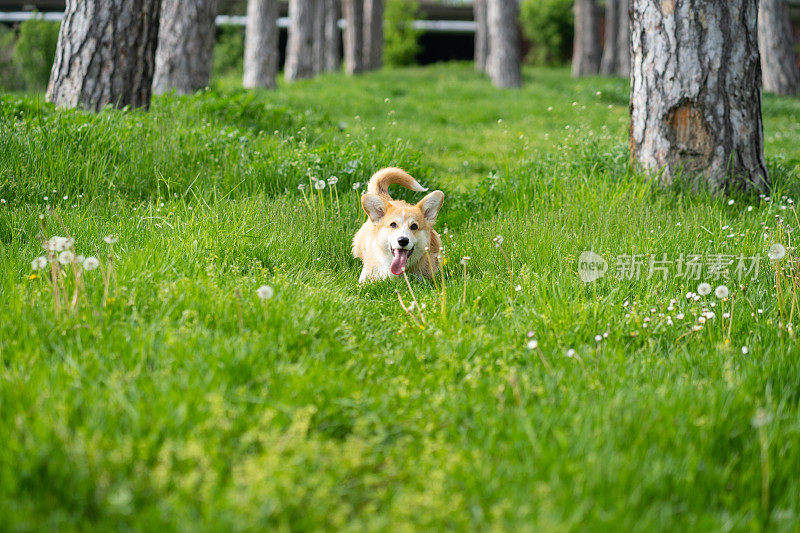 一只彭布罗克威尔士柯基犬正在公园里奔跑