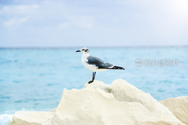 海鸥在海滩岩石