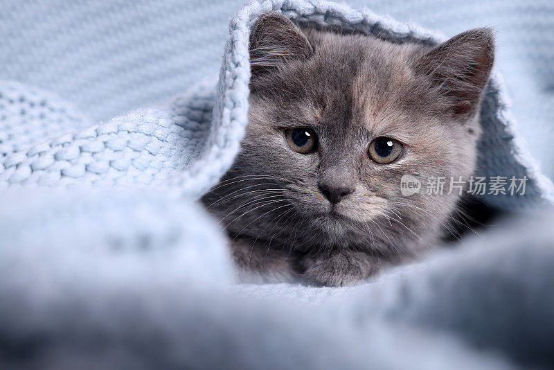 可爱的毛茸茸的小猫在淡蓝色针织毛毯