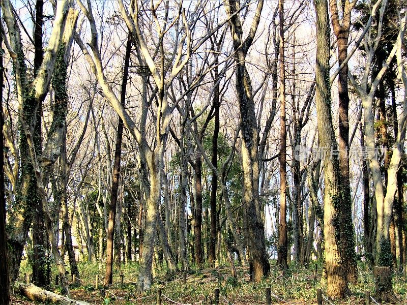 二月的日本森林。