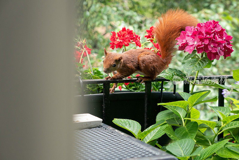 在一栋公寓楼的城市阳台上，一只红毛松鼠在花盆间穿梭