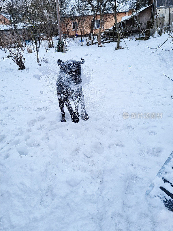 一只黑色的拉布拉多犬正在雪地里奔跑。