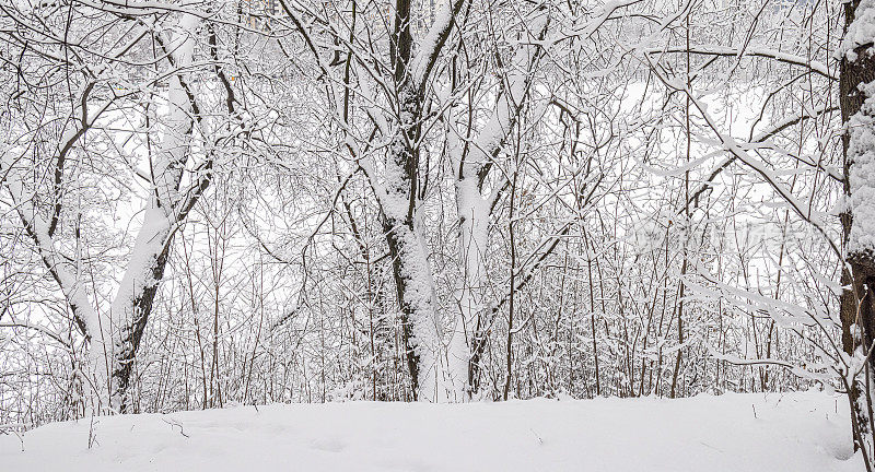 俄罗斯莫斯科地区Khimki空荡荡的冬季公园里，光秃秃的树被雪覆盖。