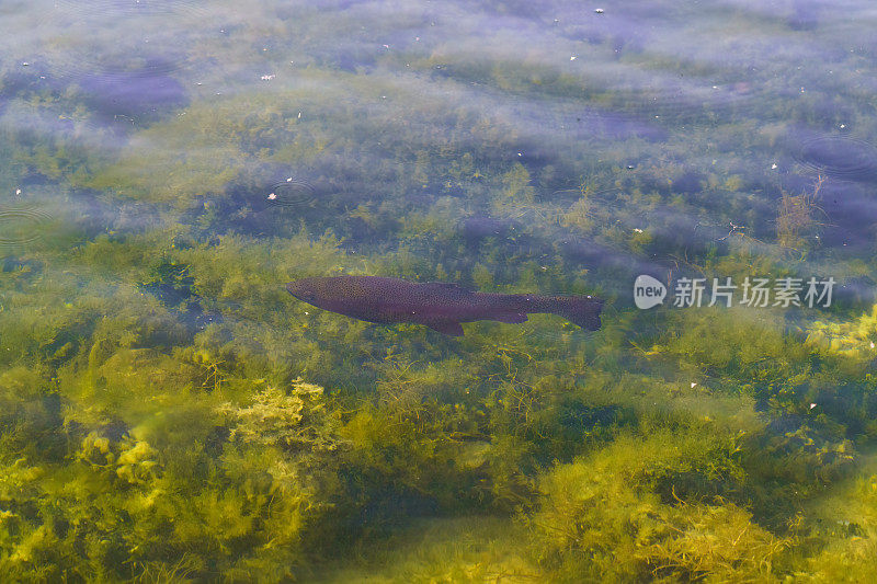 鳟鱼在清澈的湖水中游泳