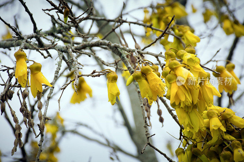 新西兰本地槐花小叶或槐花