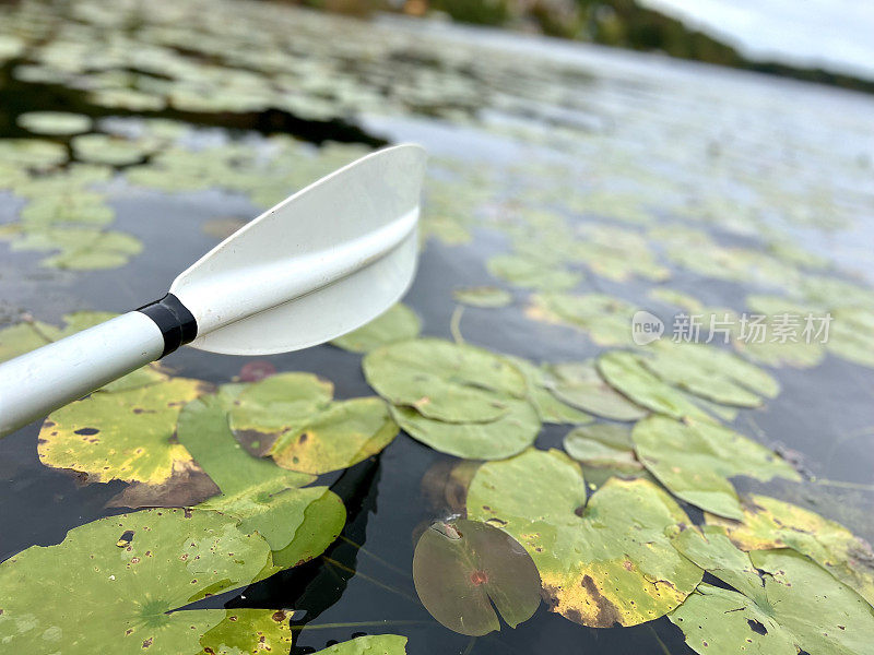 与睡莲在湖中划桨