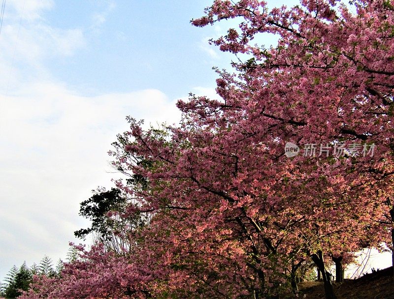 日本。3月。梅花映衬着蓝天