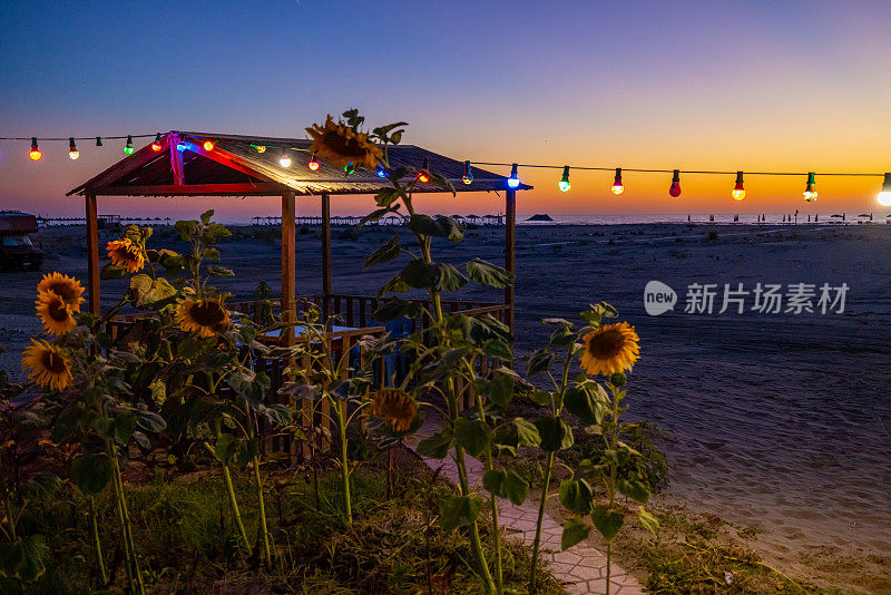 海滩上，向日葵植物的凉亭上悬挂着灯光