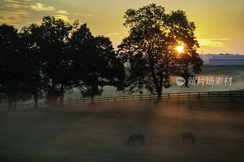 日出时分，肯塔基州凡尔赛，农场里的纯种马