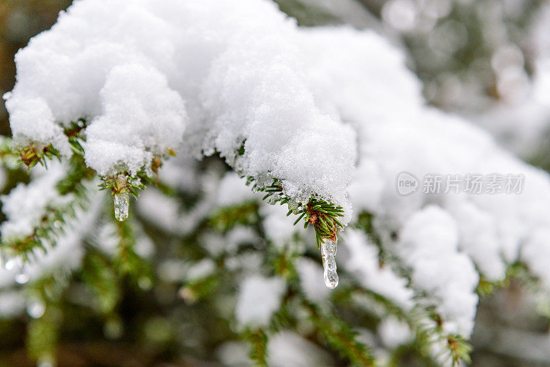 结冰的水滴落在积雪覆盖的针叶树树枝上