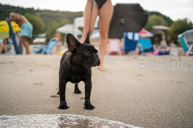 法国斗牛犬和他的主人在海滩享受美好的一天