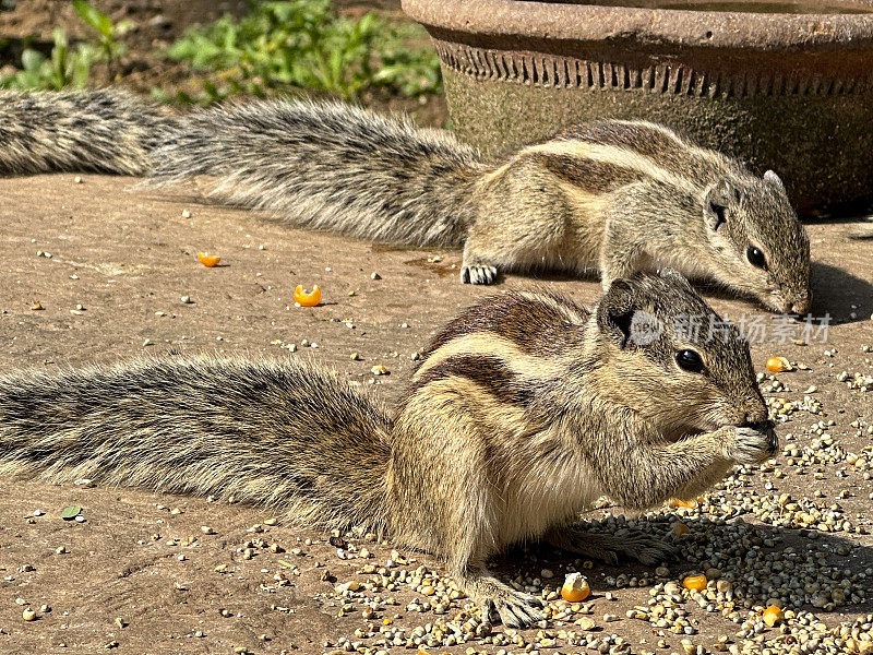 特写图像的两只印度棕榈松鼠吃甜玉米粒和种子在喂食站顶部的树干在公园，食物碗，啮齿动物滋扰，重点在前景