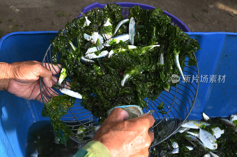 鱼和苔藓和塑料垃圾混在一起