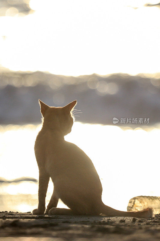 在亚齐日落时，猫在沙滩上放松的后视图