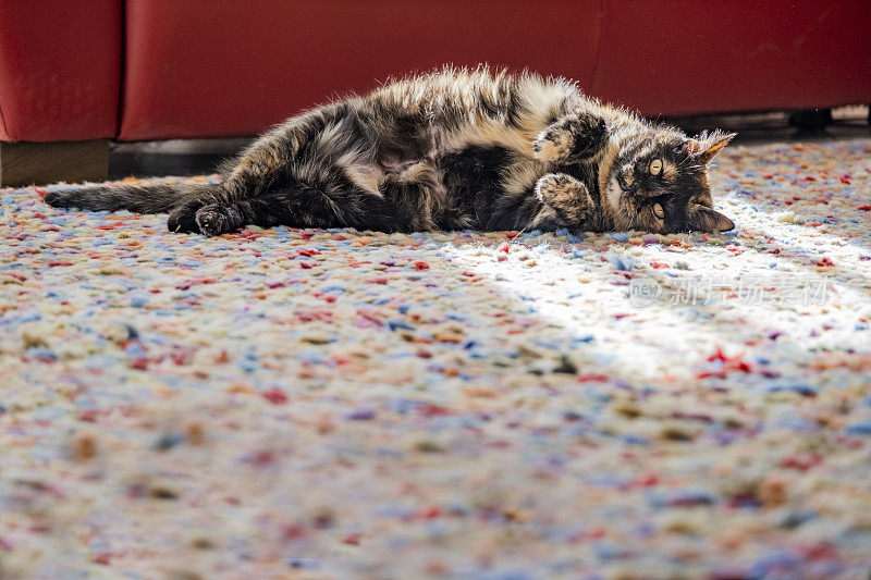 侧面看怀孕的玳瑁猫躺在地毯上