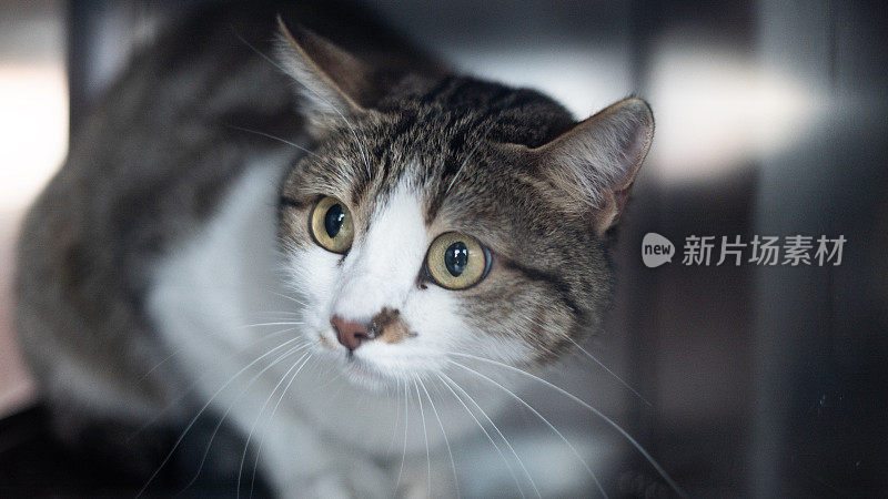 宠物猫在兽医诊所看起来很害怕