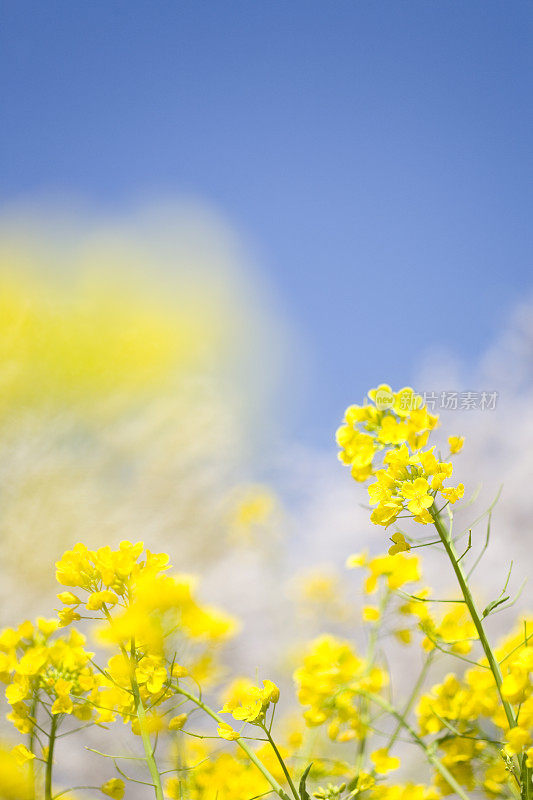 油菜花和樱花