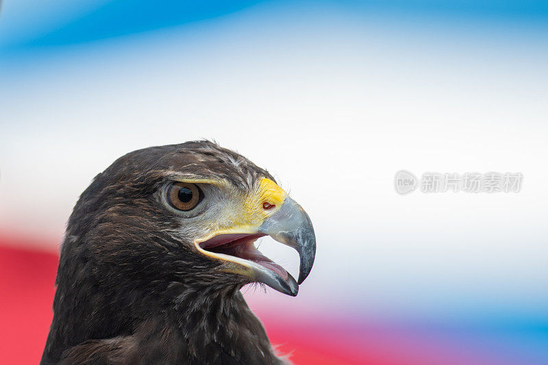 微距镜头下，一只鹰的头向一边看，背景是模糊的美国国旗