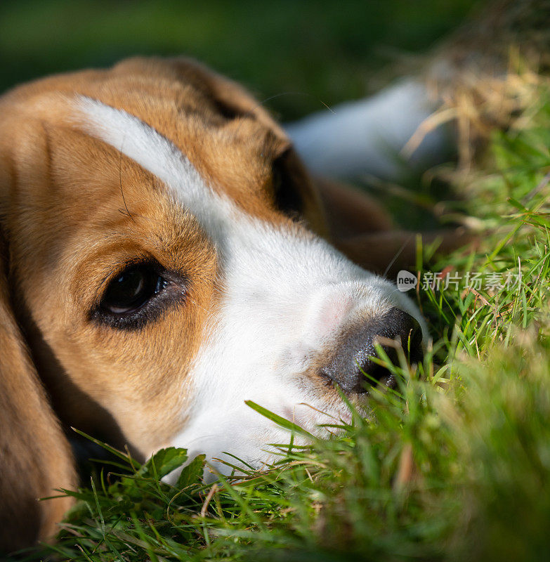 特写可爱的小猎犬小狗躺在草地上