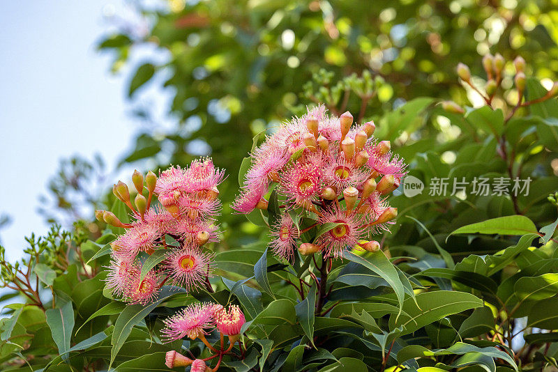 美丽的胶树粉红色的花和芽，背景与复制空间