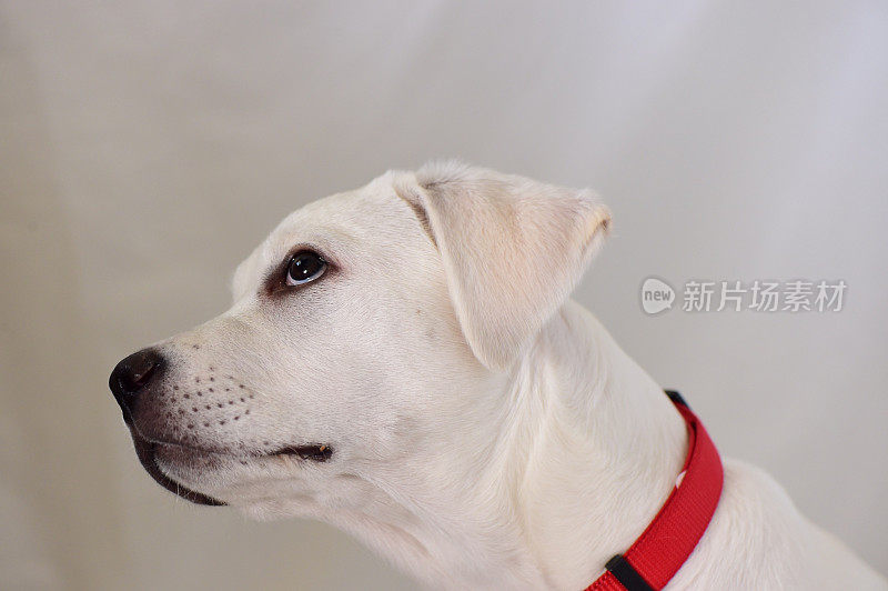 拉布拉多猎犬幼犬