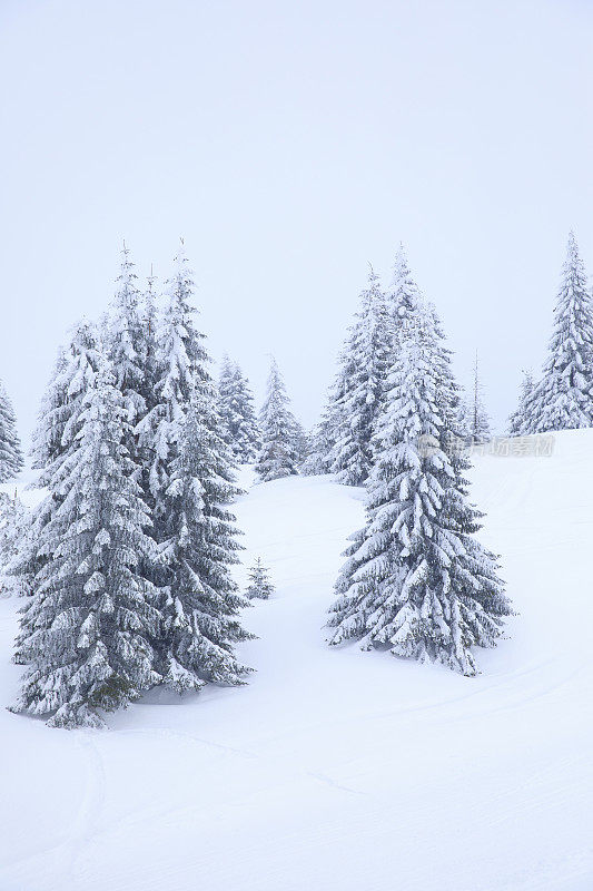 冬天的风景。圣诞节的仙境。神奇的森林。松林覆盖着粉雪完美的雪道外深雪滑雪。高山景观意大利阿尔卑斯山滑雪场。滑雪胜地意大利，欧洲。