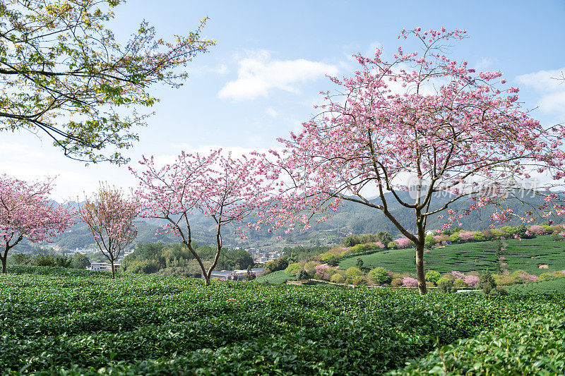 阳光下的樱花茶园