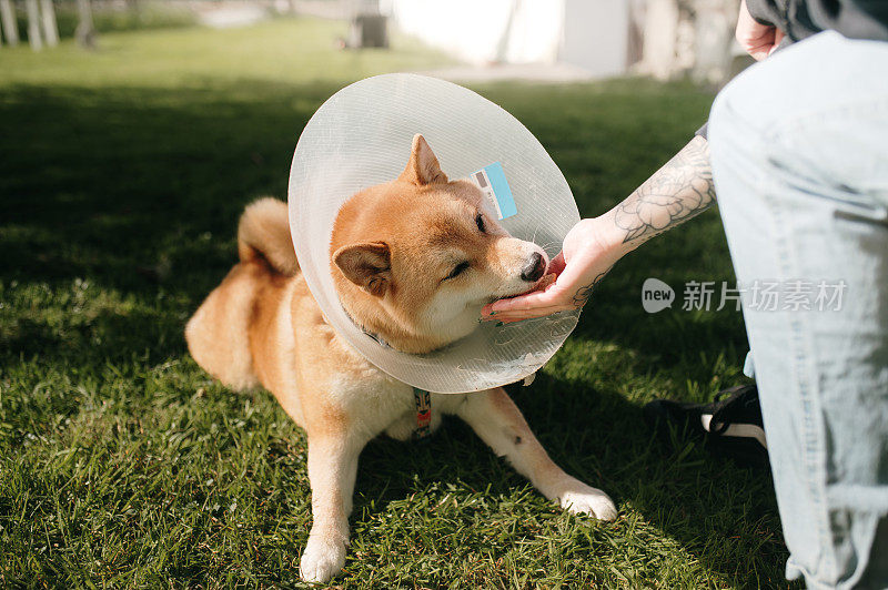 给正在康复的狗狗喂食