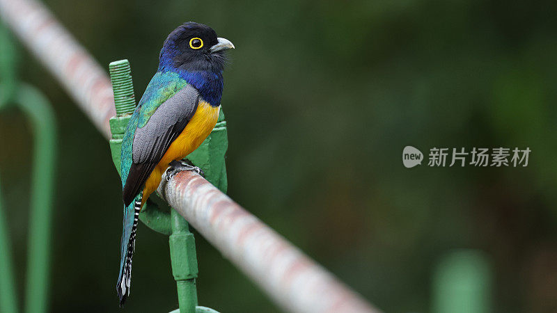哥斯达黎加的彩色热带鸟