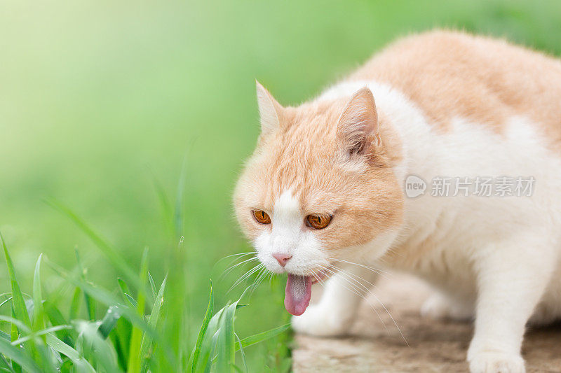 一只家猫打嗝是因为它在自然界吃了新鲜的草。苏格兰直白。中毒