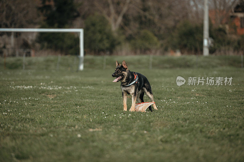 警犬