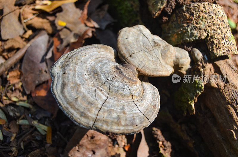 生长在腐烂木头上的水螅科蘑菇