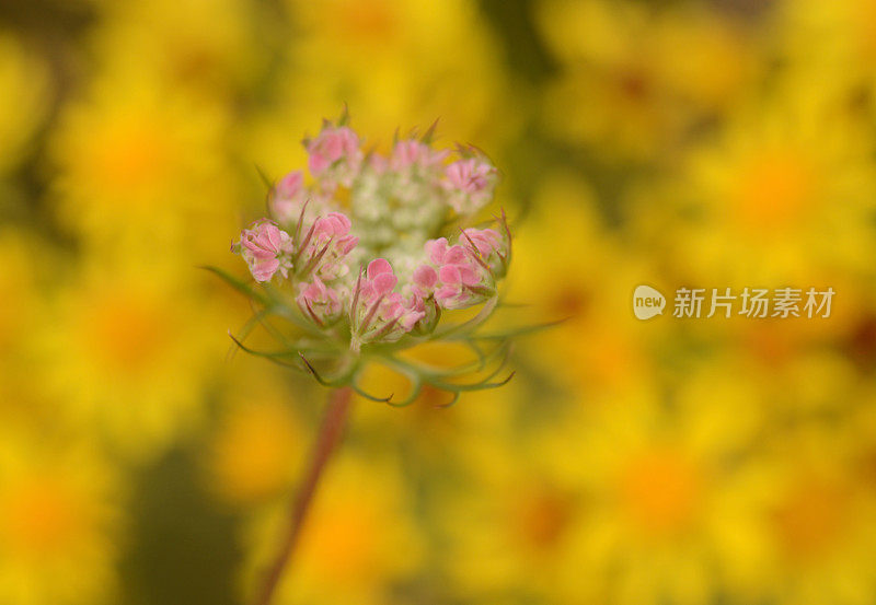 安妮女王的花边。