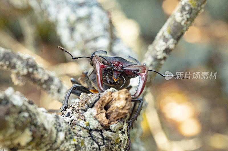 树枝上的欧洲鹿角甲虫