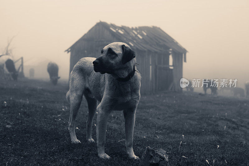 一只安纳托利亚牧羊犬在雾蒙蒙的早晨值班