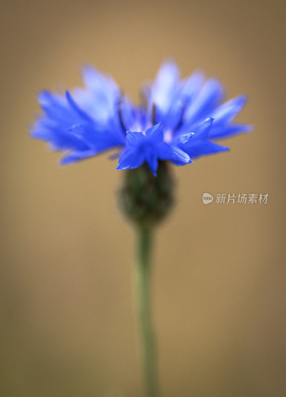 英国乡村花园里的矢车菊